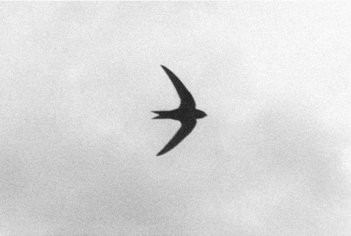 Jochen Lempert: World Swift Day